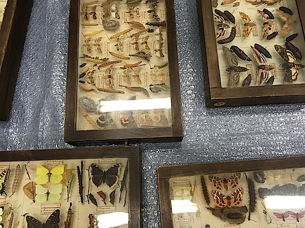 Set up â€ºPotnia Theronâ€¹